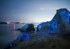 Five beaches around the world that shine in the dark