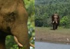 A Kerala court turns down a request to capture Arikomban, a wild elephant.