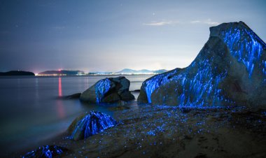 Five beaches around the world that shine in the dark