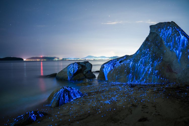 Five beaches around the world that shine in the dark