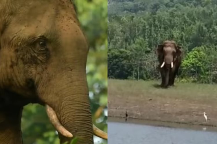 A Kerala court turns down a request to capture Arikomban, a wild elephant.