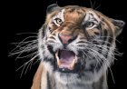 50 years of Venture Tiger: How are wild tigers counted?