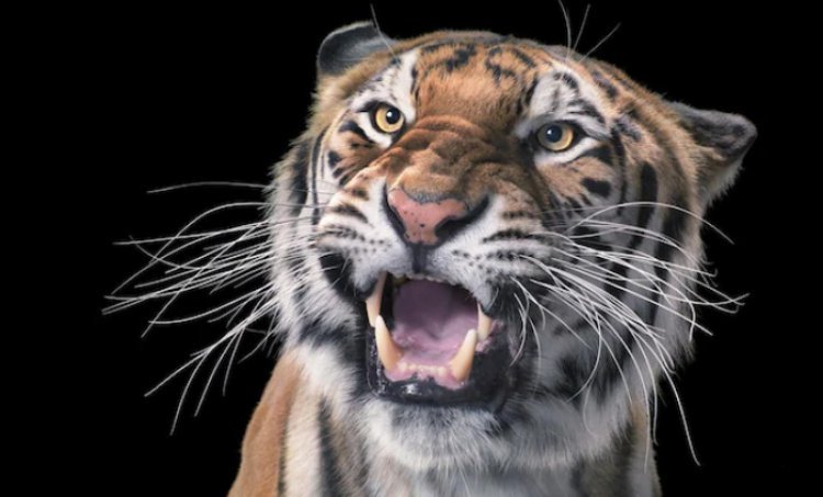 50 years of Venture Tiger: How are wild tigers counted?