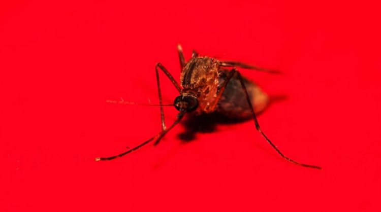 India's dengue virus has developed, and researchers emphasize the urgent need for a vaccine.