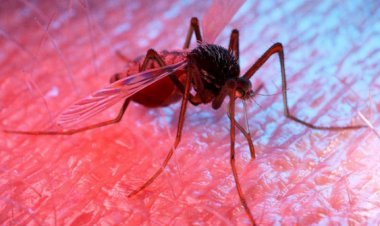 What happens to the body after being infected with dengue?