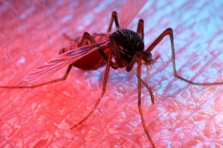 What happens to the body after being infected with dengue?