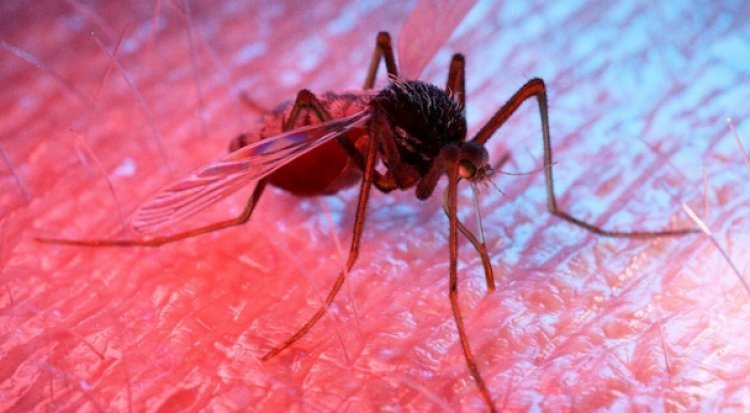 What happens to the body after being infected with dengue?
