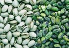Pistachio Benefits: Pistachio a panacea for eyesight and diabetes control