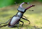 The world's most expensive insect... weighs 5 grams and costs 75 lakhs, know why people are crazy about stag beetle