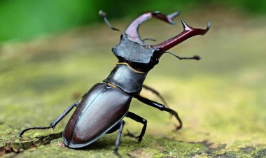 The world's most expensive insect... weighs 5 grams and costs 75 lakhs, know why people are crazy about stag beetle