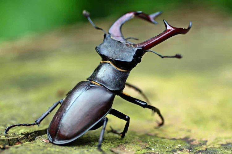The world's most expensive insect... weighs 5 grams and costs 75 lakhs, know why people are crazy about stag beetle