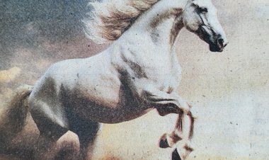 Horses and their mysterious world