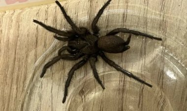 In the UK, a poisonous spider with a "huge appetite" was discovered.