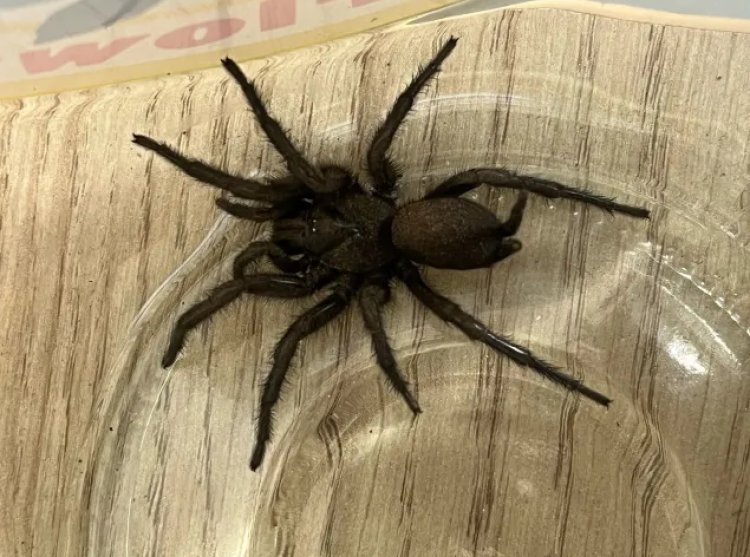 In the UK, a poisonous spider with a "huge appetite" was discovered.